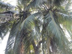 ARBOL DE COCO DE DOS RAMA